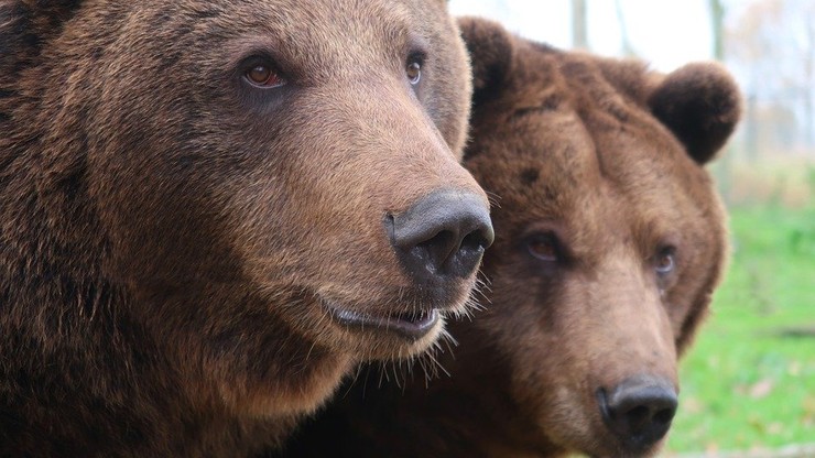 11-latek rozszarpany przez niedźwiedzie. Chciał zrobić z nimi zdjęcie