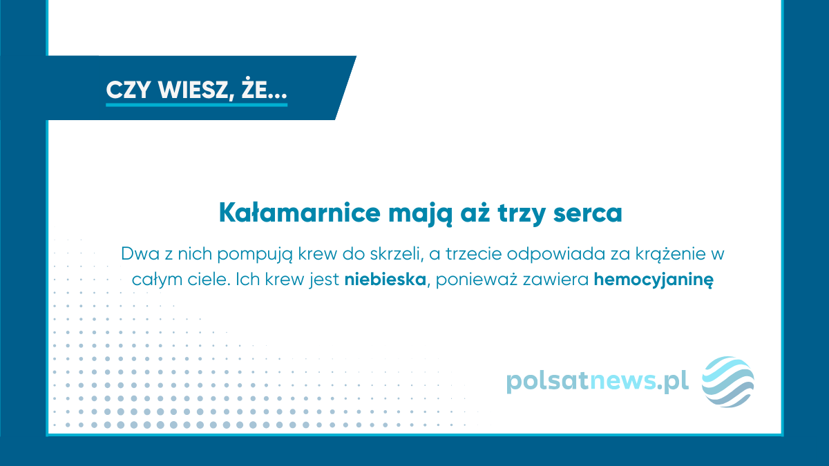 Nagranie kałamarnicy kolosalnej po stu latach od odkrycia gatunku