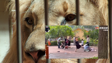 Bójki w chińskim zoo. W dzień bili się ludzie, nocą walczyły zwierzęta [WIDEO]
