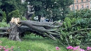 11.07.2021 09:00 Burza złamała Bartka, jeden z najstarszych dębów, i słynny wiekowy kasztanowiec spod Wawelu [ZDJĘCIA]