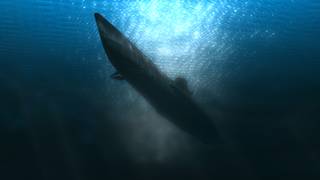 Tajemnica <br>zaginionego U-Boota