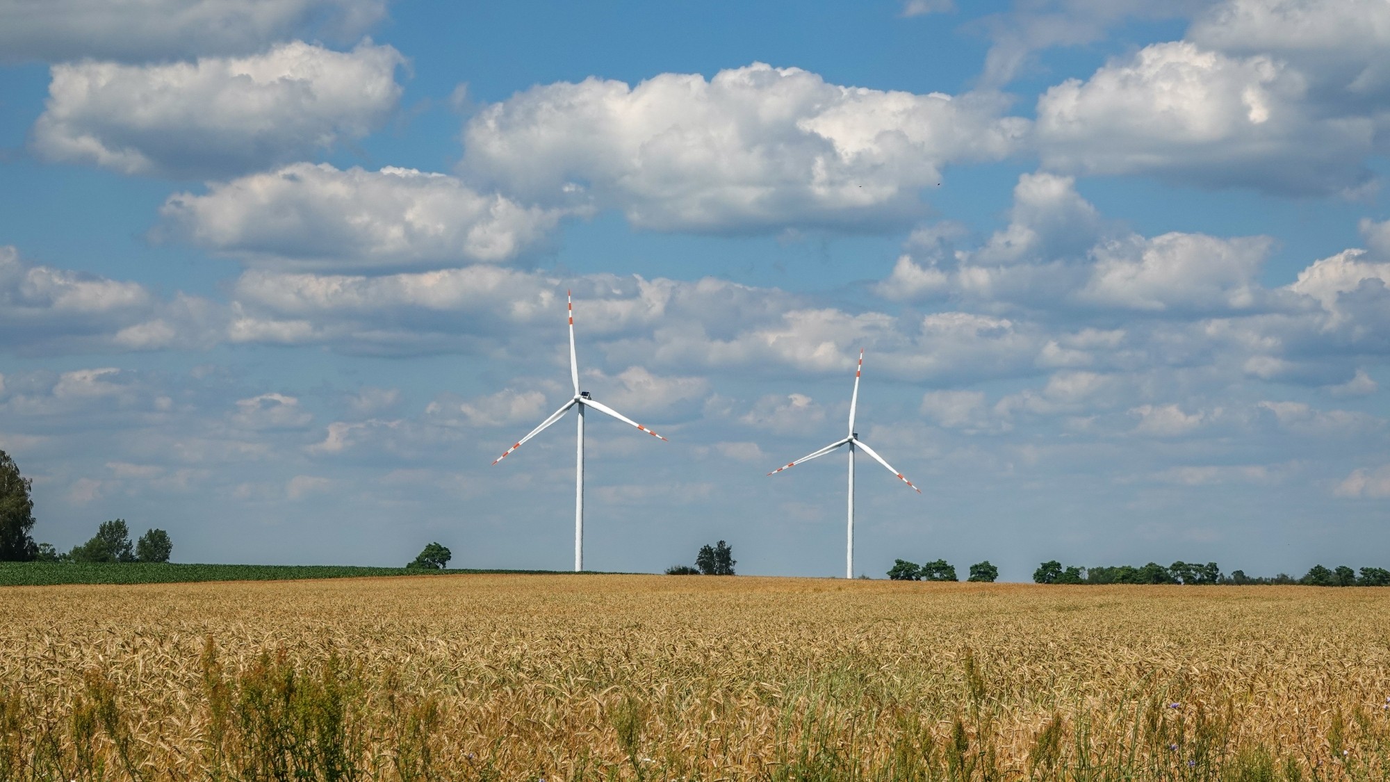 Środek lata w plenerze - zdjęcie 28