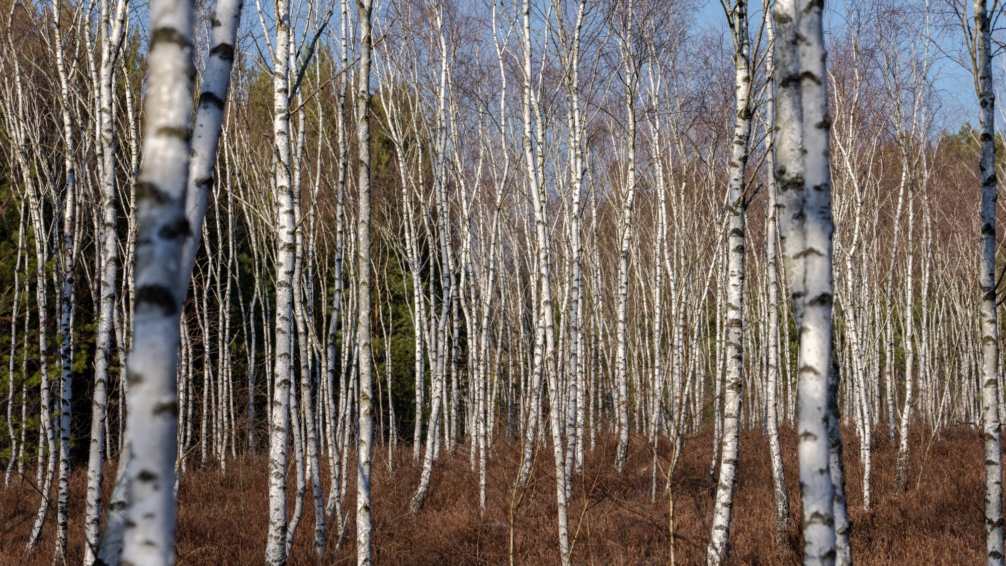 Miejska przyroda - zdjęcie 41