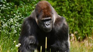 Ofiarą odwiedzających padł goryl. Skandaliczny incydent w warszawskim zoo
