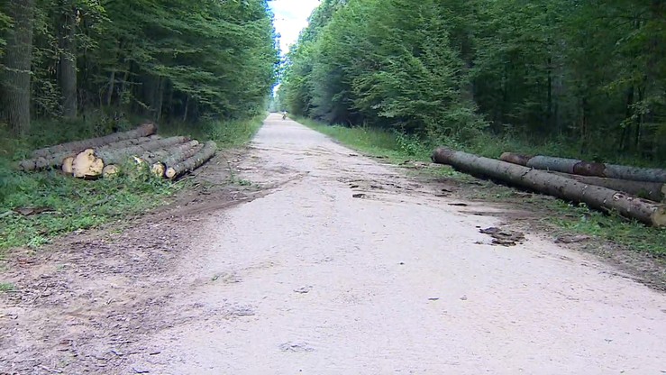 Ponad 93 tys. drzew wycięto w Puszczy Białowieskiej w 2017 roku