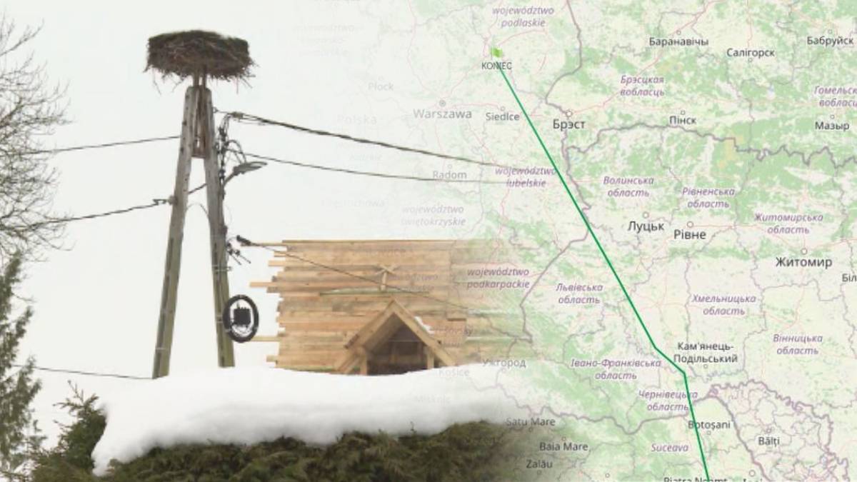 Gniazdo bociana na słupie energetycznym na tle zaśnieżonego krajobrazu, z nałożoną mapą wskazującą trasę migracji.
