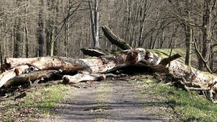 05.04.2021 12:00 Wiatr łamał drzewa i zrywał linie energetyczne. Na Śląsku ciężko ranny został rowerzysta