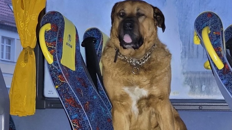 Białogard: Pies podróżował miejskim autobusem. Kierowca poprosił o interwencję policję