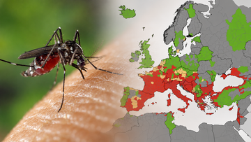 Choroby przenoszone przez komary atakują w Europie. Ostrzeżenie dla turystów