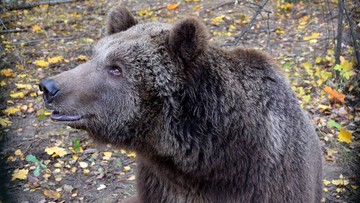 Niedźwiedzica Cisna nadal nielegalnie w zoo, choć ma poparcie dyrekcji ochrony środowiska