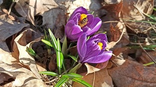 21.03.2022 05:58 Jaka będzie pogoda w pierwszych dniach wiosny? Kiedy temperatura sięgnie 20 stopni? Sprawdź