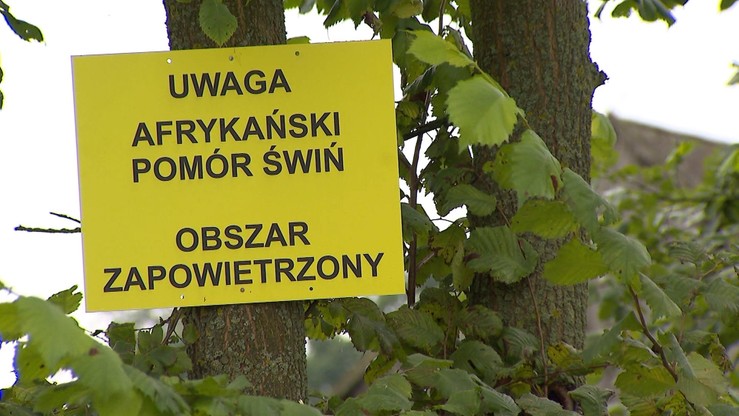 Sto drugie ognisko ASF u trzody chlewnej w Polsce