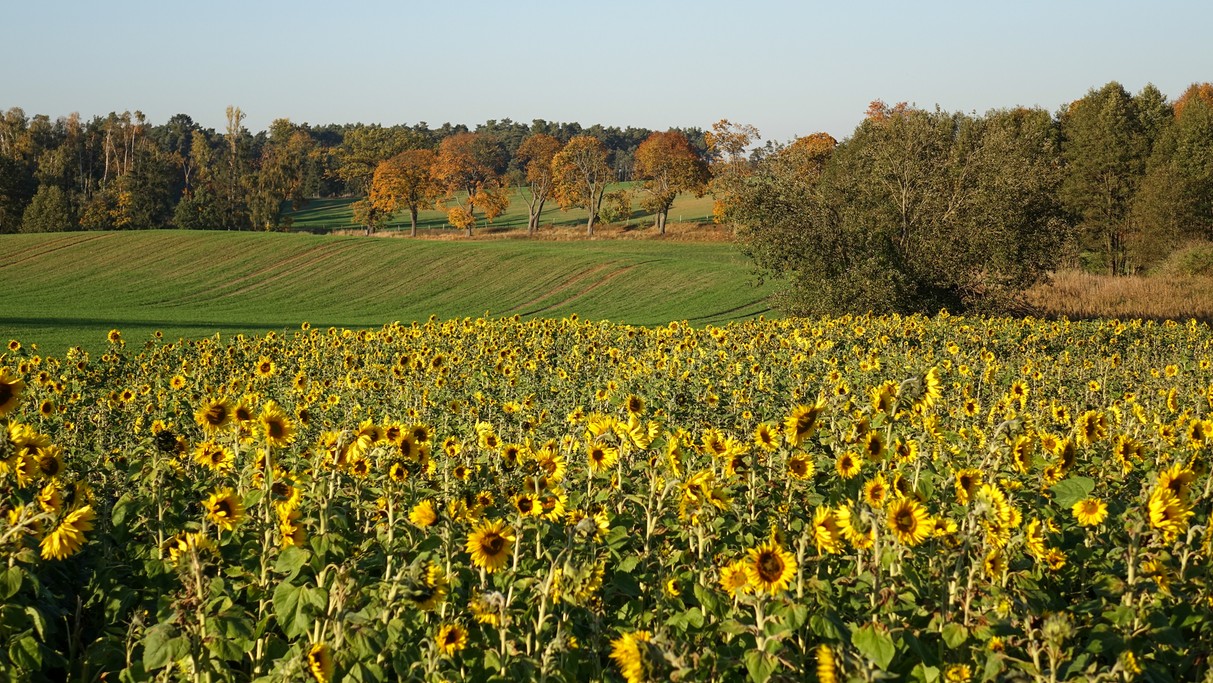 Październik w obiektywie - zdjęcie 19