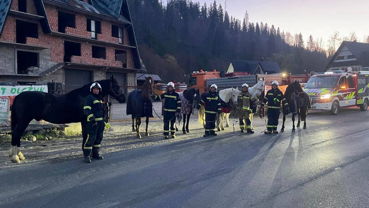 "Postanowiły urządzić sobie spacer". Konie po ucieczce przemierzyły 20 km
