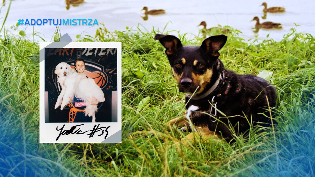 Zdjęcie przedstawia psa siedzącego w trawie. Obok znajduje się polaroid z zawodnikiem trzymającym psa. W tle widać kaczkę na wodzie. Hashtag #AdoptujMistrza.