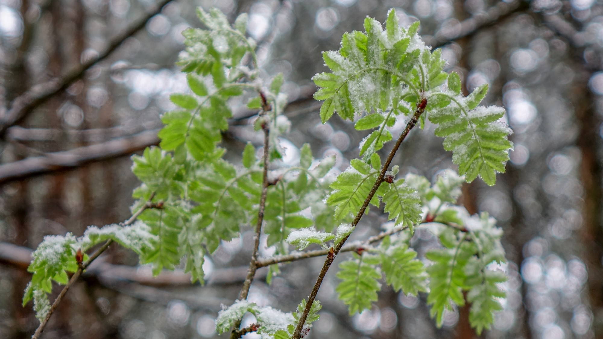 Zima w maju - zdjęcie 12