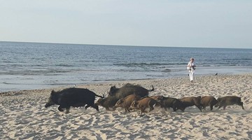 Stado dzików spacerowało po plaży. Turystyczna "atrakcja" w Międzyzdrojach