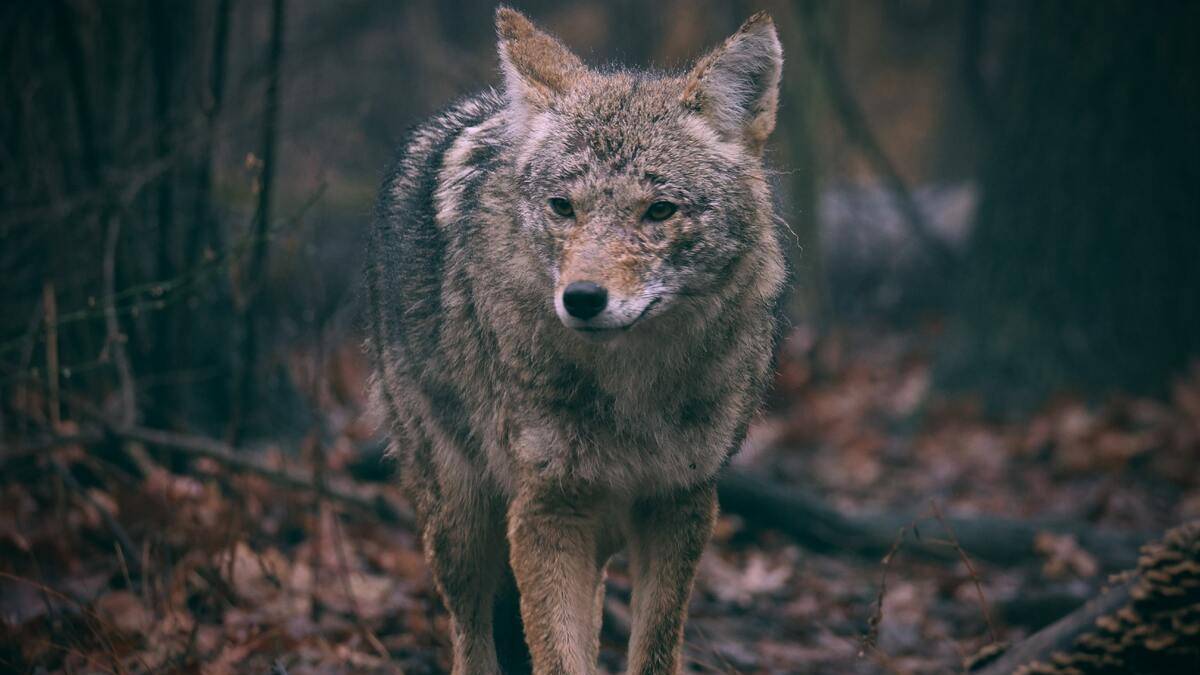 Wilk stojący w lesie, patrzący w stronę obiektywu.
