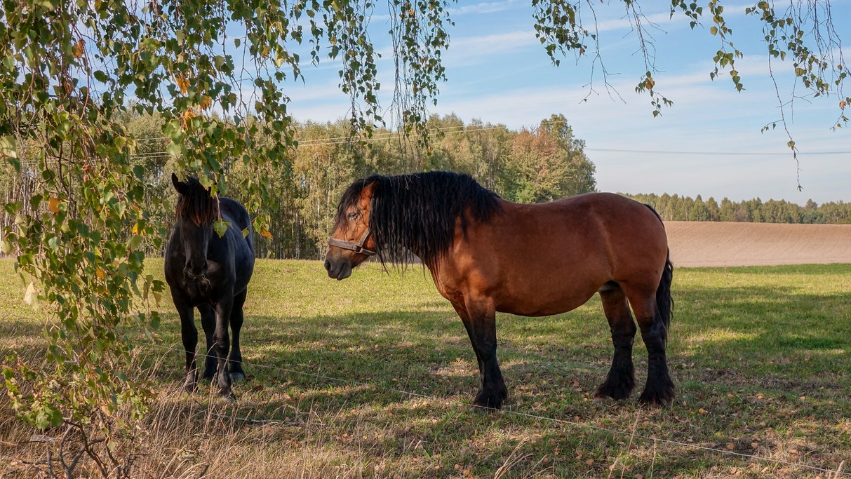 Białowieski Park Narodowy - zdjęcie 11