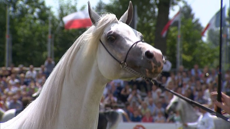 25 koni arabskich weźmie udział w aukcji Pride of Poland w Janowie Podlaskim. "Wszystko zależy od tego, z jakimi portfelami przyjadą kupcy"