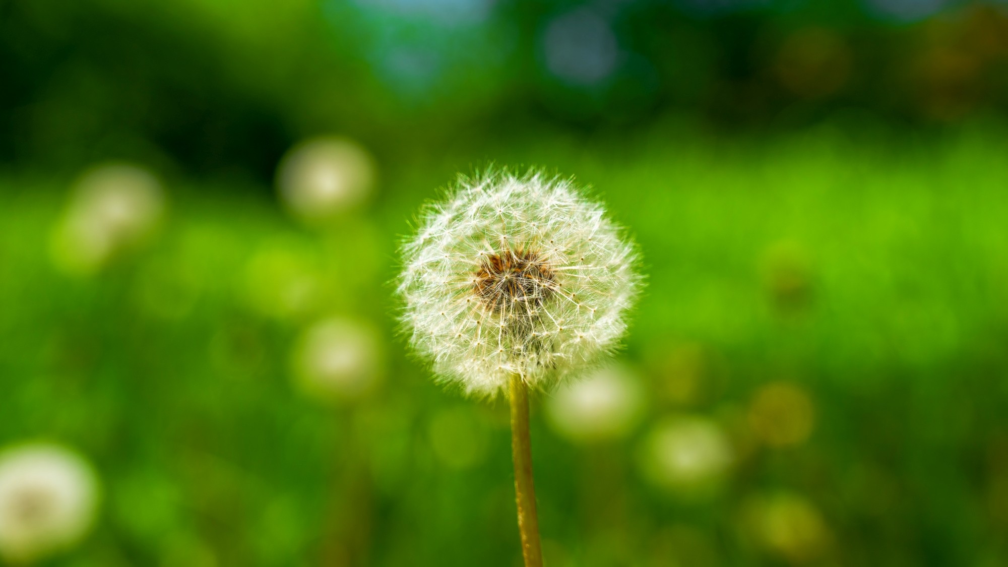 Zachwycający maj - zdjęcie 32