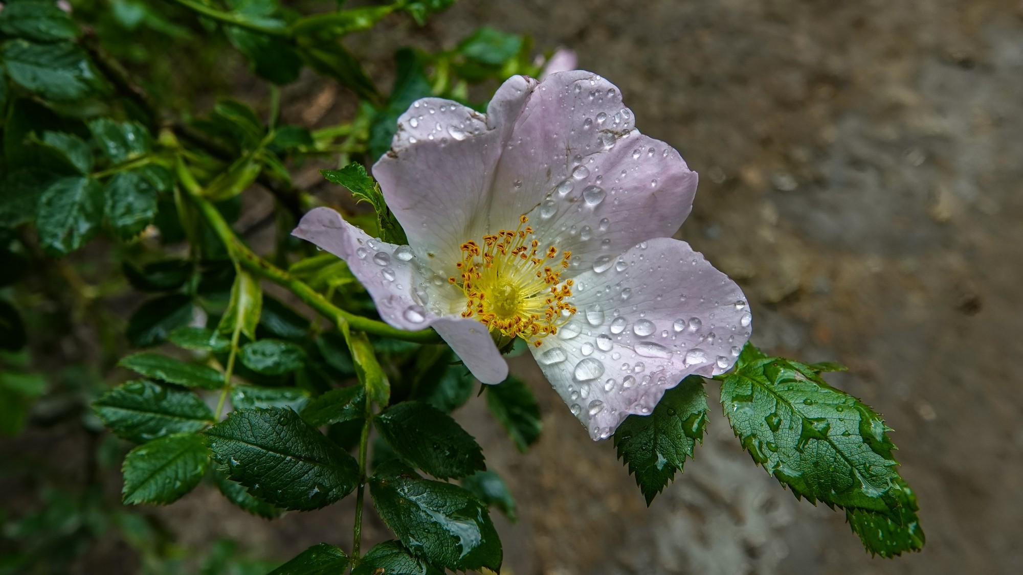 Całe piękno późnej wiosny - zdjęcie 10