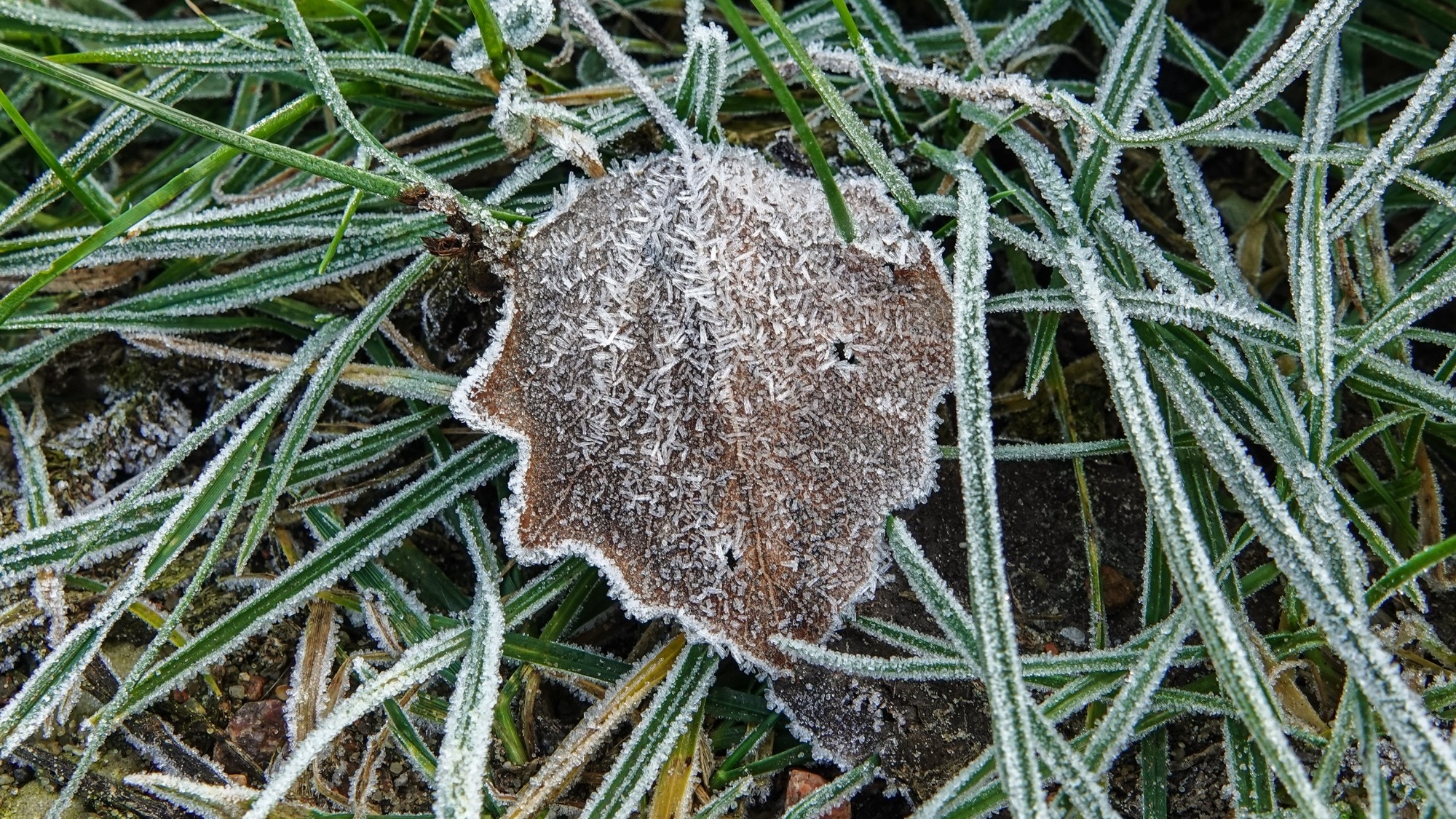 Szron pod lupą - zdjęcie 54