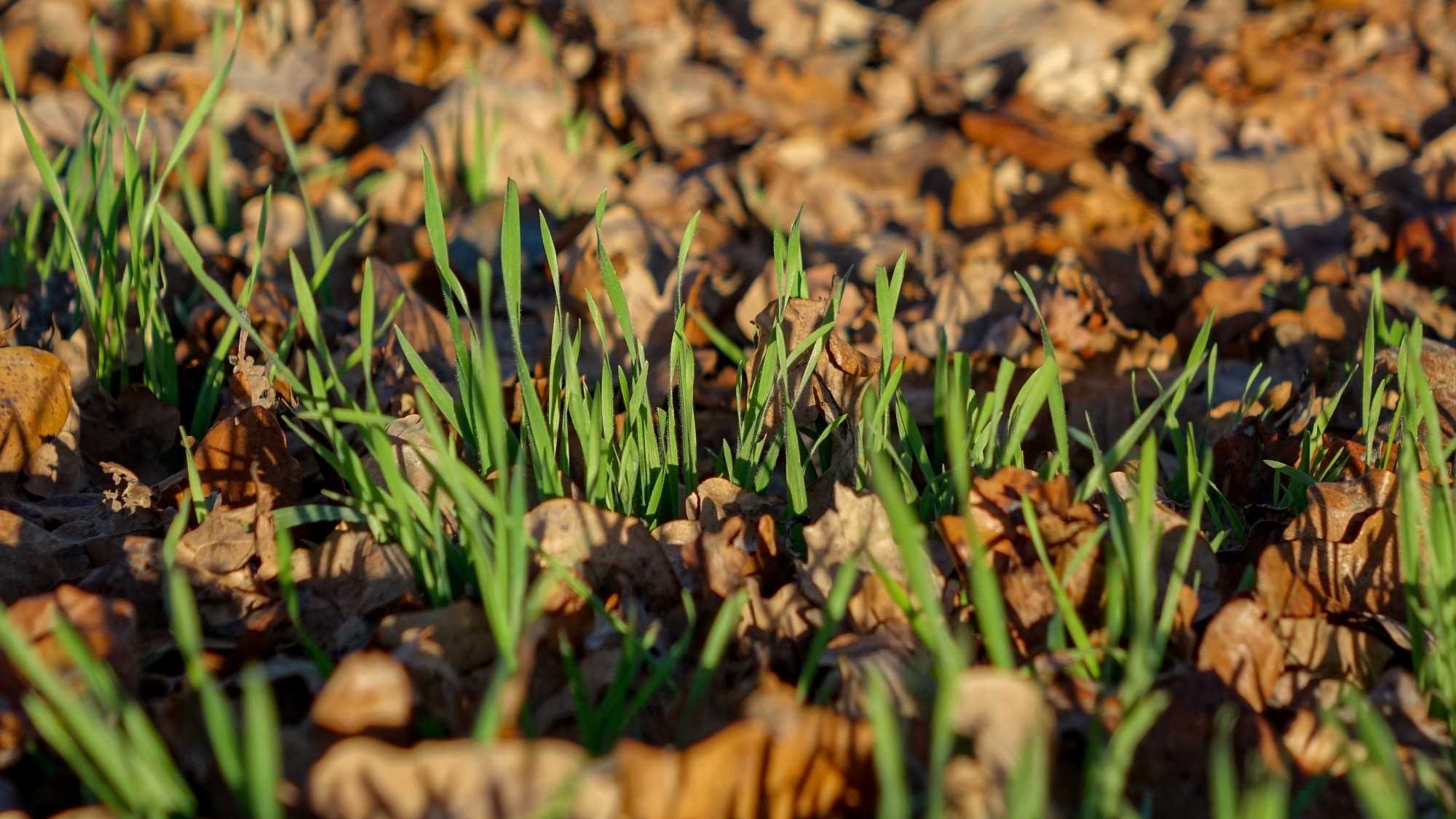 Najcieplejsza zima w historii - zdjęcie 6