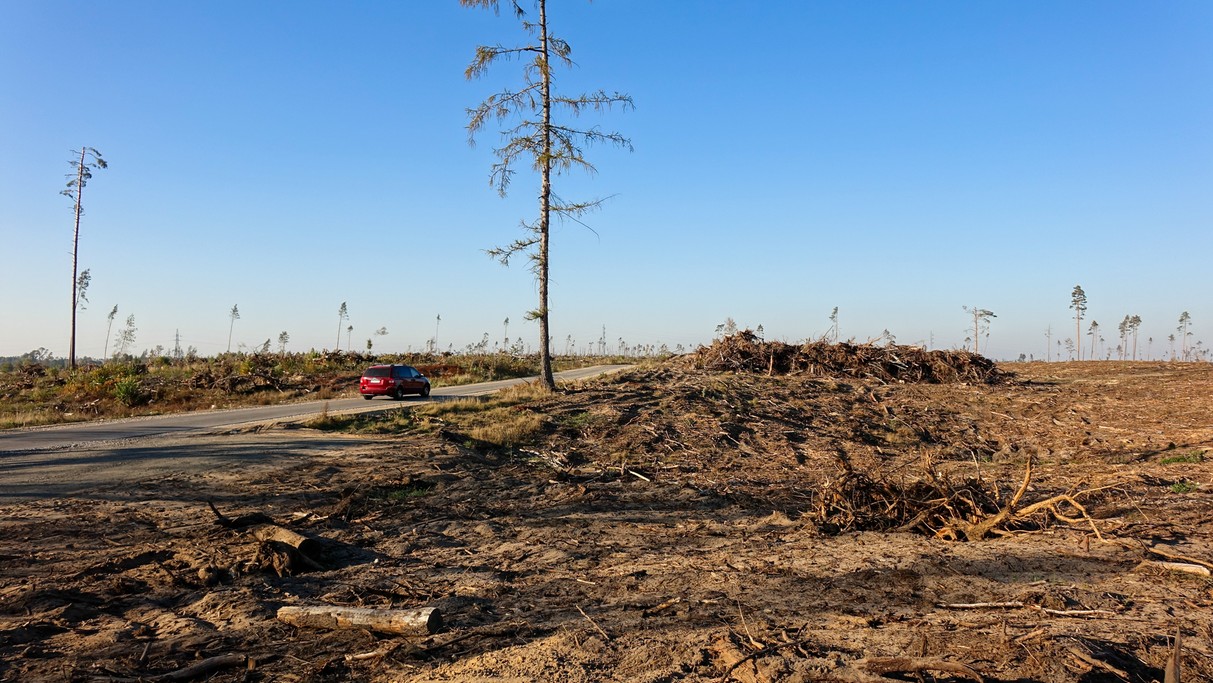 Bory Tucholskie po huraganie - zdjęcie 5
