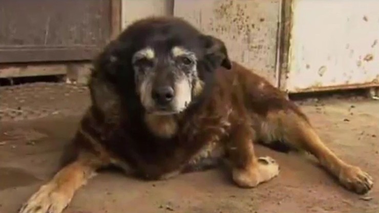 Zdechł najstarszy pies na świecie. Meggie miała 30 lat