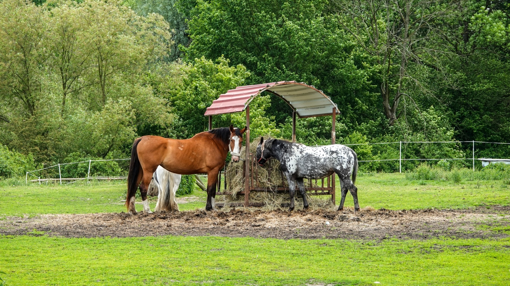 Uroki zielonej pory roku - zdjęcie 12