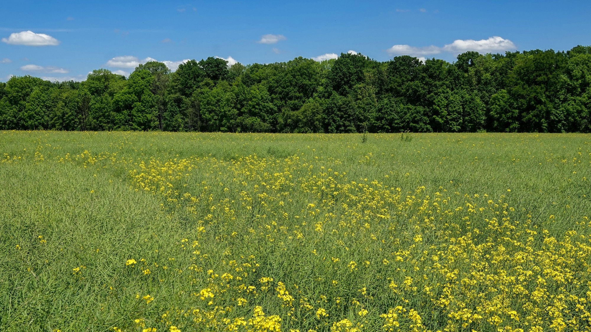 Uroki zielonej pory roku - zdjęcie 19