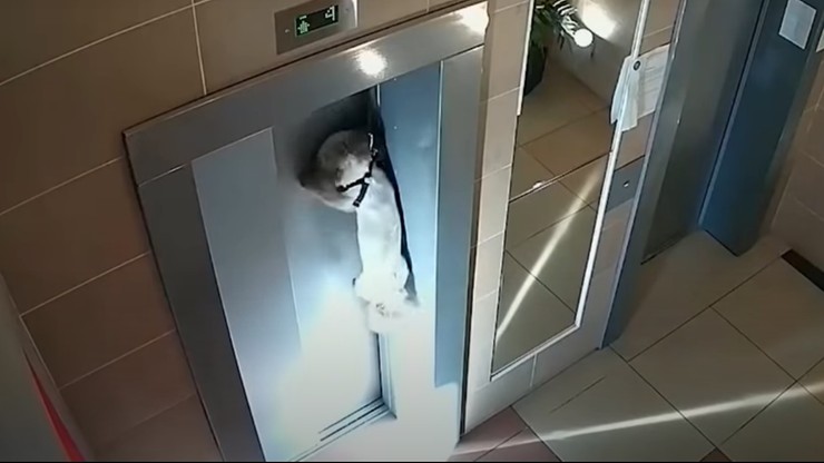 Moskwa. Mężczyzna uratował psa, który od zewnątrz był ciągnięty przez windę