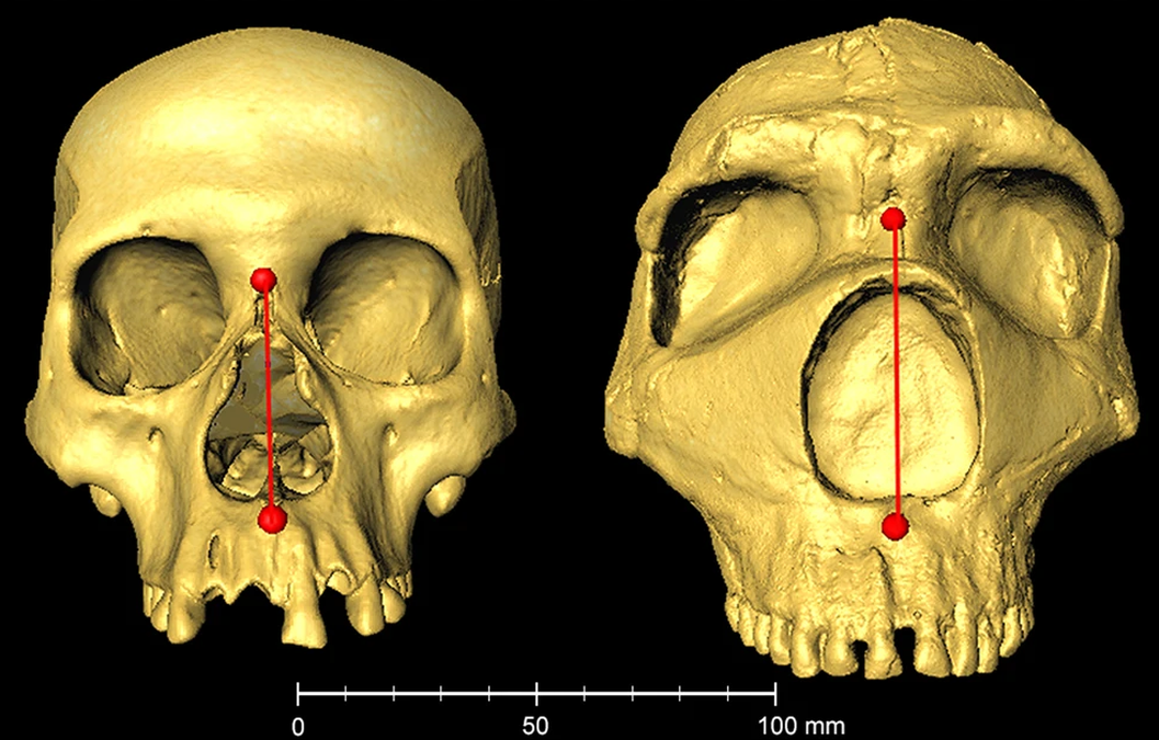 Wyższe nosy są lepiej przystosowane do chłodniejszych klimatów, takich jak neandertalczycy