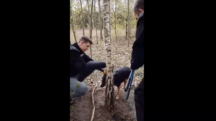 Suczkę przywiązaną drutem do drzewa znalazł rozbrajający wnyki. Interwencja fundacji