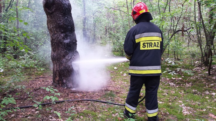 Drzewo zostało ugaszone przez strażaków z Jednostki Ratowniczo-Gaśniczej nr 12.