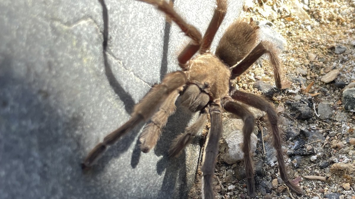 USA: Nietypowy wypadek w Dolinie Śmierci. Spowodowała go tarantula