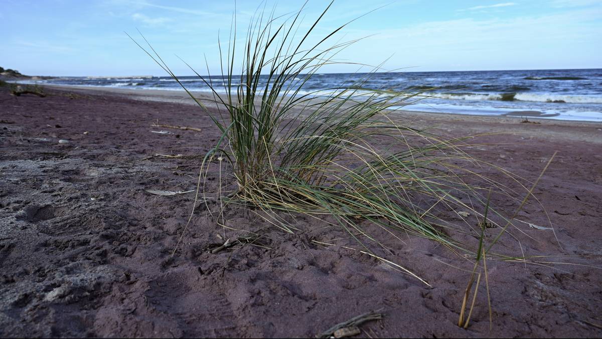 Fioletowy piasek na plaży w Mielnie zaskoczył turystów
