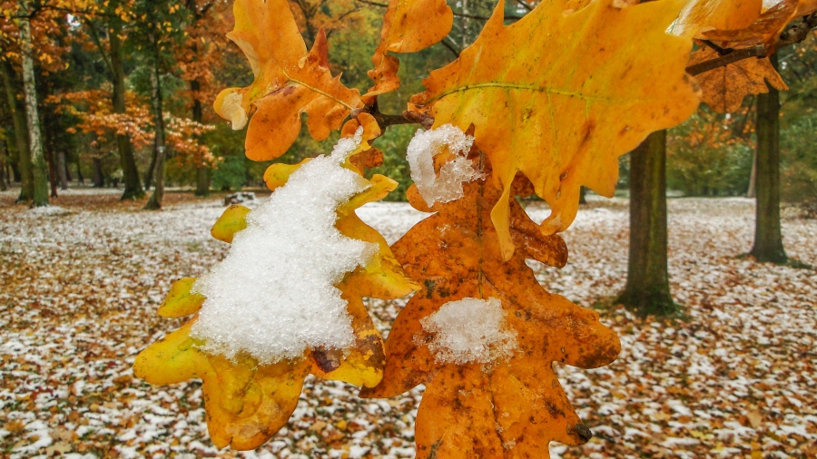 03.11.2017 10:07 Jaki będzie listopad? Nietypowo ciepły, a może mroźny i śnieżny?