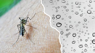 01.08.2022 05:54 Po ulewach czeka nas zmasowany atak komarów. W których regionach będzie najgorzej?