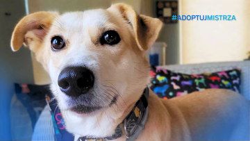 Poradnik #AdoptujMistrza: Czipowanie