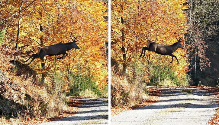 Niezwykłe zdjęcia leśników. "Latające" jelenie