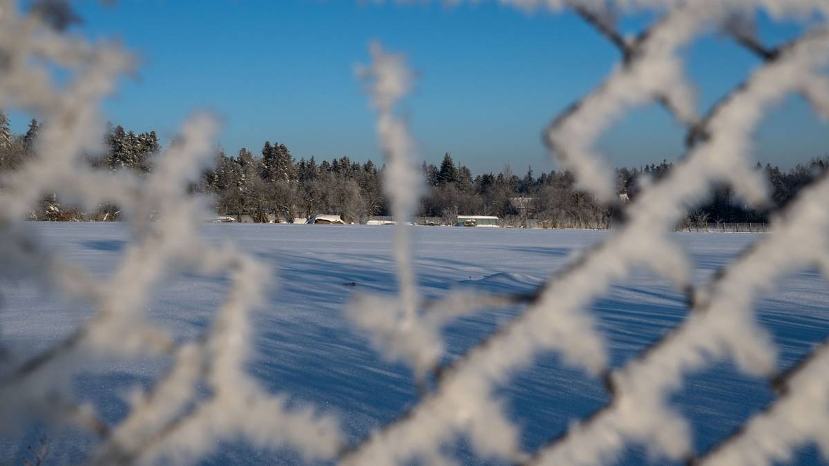 Krajobraz zimowy z zamarzniętym płotem na pierwszym planie i zaśnieżonym polem w tle pod błękitnym niebem.