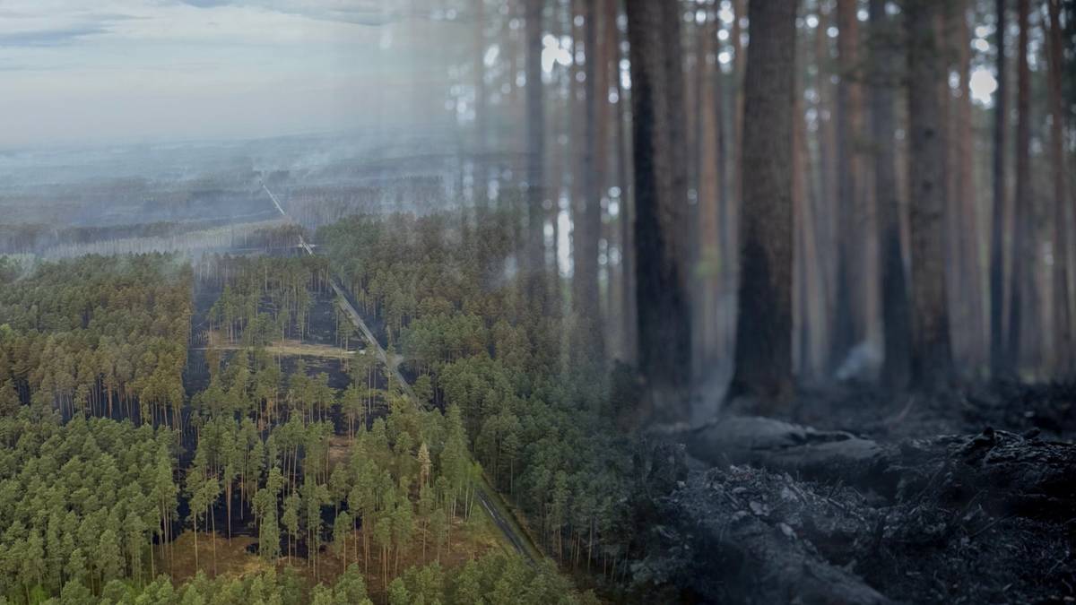 Połączone obrazy: po lewej stronie widok z lotu ptaka na zalesiony teren z dymem unoszącym się w tle, po prawej stronie fragment lasu z wypaloną ziemią i dymem u podn&oacute;ża drzew.