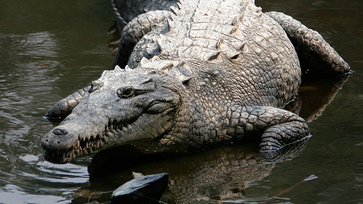 Krokodyle znalazły schronienie w... kanałach chłodniczych elektrowni atomowej