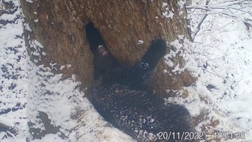 Kamera uchwyciła niedźwiadka. Zwierzę szykuje się do snu zimowego