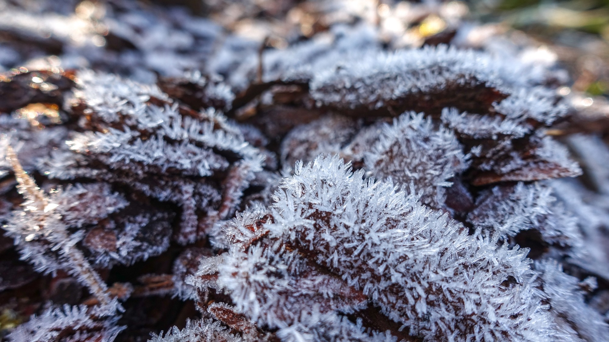 Szron pod lupą - zdjęcie 25