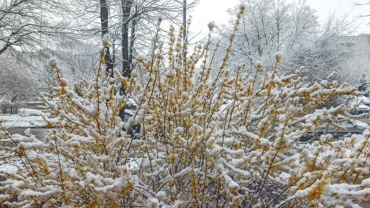 Śnieg otulił kwitnącą forsycję. Fot. TwojaPogoda.pl