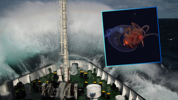 Czekali 100 latach. Nagranie podwodnego giganta obiegło świat i było przełomem