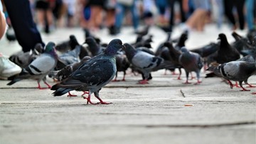 Japonia. Taksówkarz kontra gołębie. Mężczyzna został aresztowany przez policję